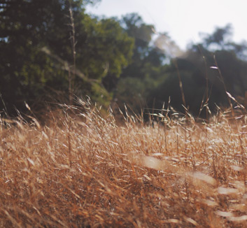 巴塞罗那主场进攻猛烈：诺坎普的锋芒与心跳